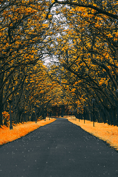 Forest 
